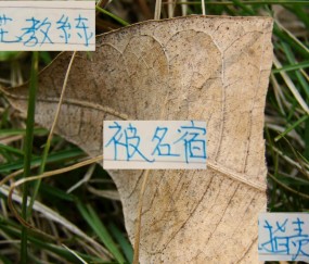 乐鱼体育在线登陆-对比曹赟定对申花教练说法 感觉塞蒂恩对张稀哲使用才是大智慧